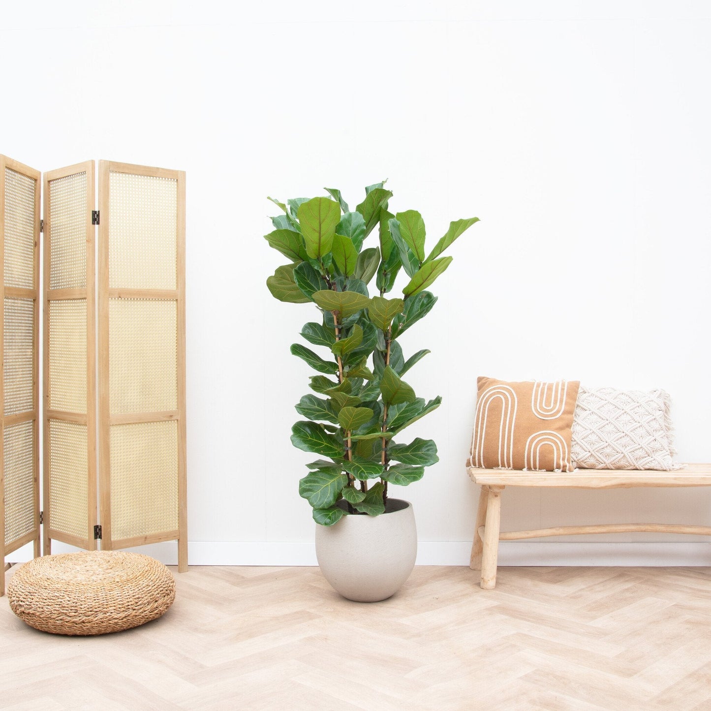 Ficus Lyrata struik - 155cm