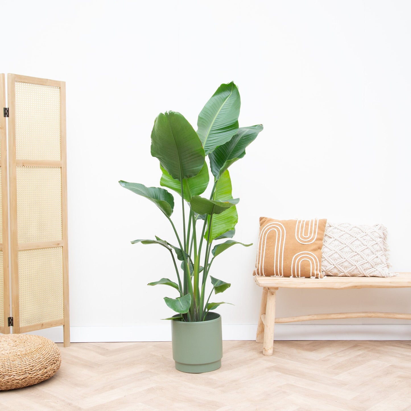 Strelitzia Nicolai - 170cm