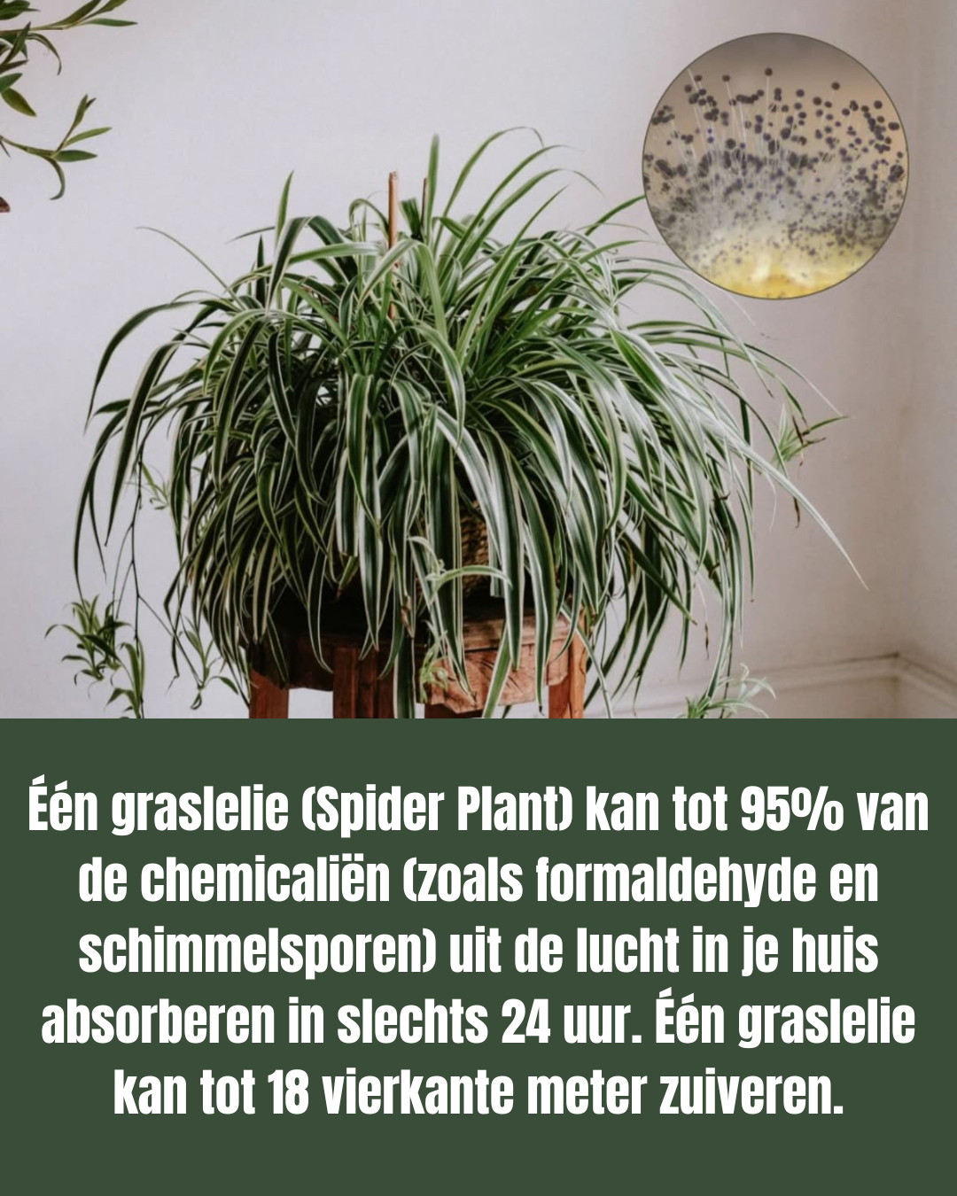 Spider Plant - Chlorophytum comosum