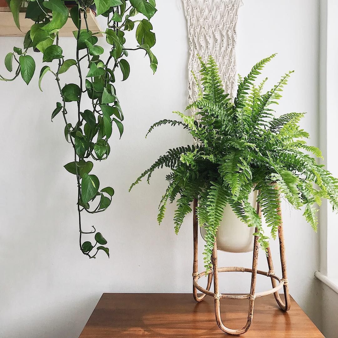 Boston Fern in 12cm Pot