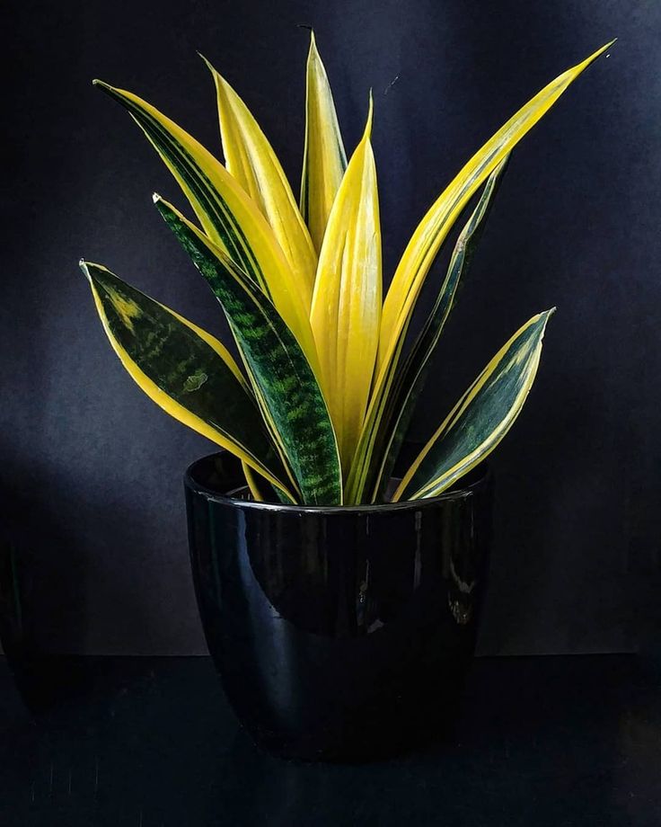 Sansevieria Snake Plant