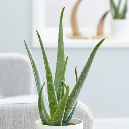 Aloe Vera 30-40cm in Height