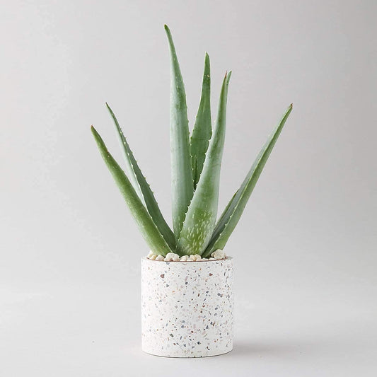 Aloe Vera 30-40cm in Height