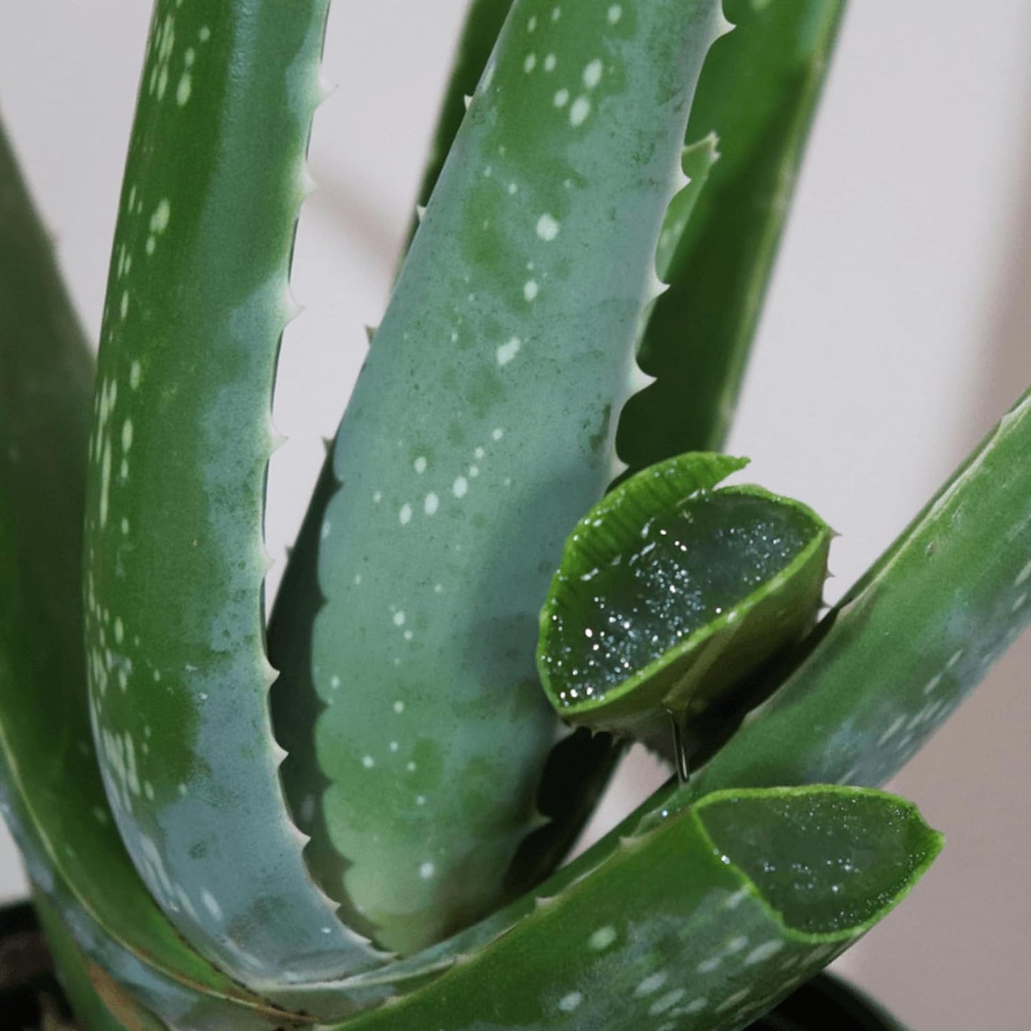 Aloe Vera 30-40cm in Height
