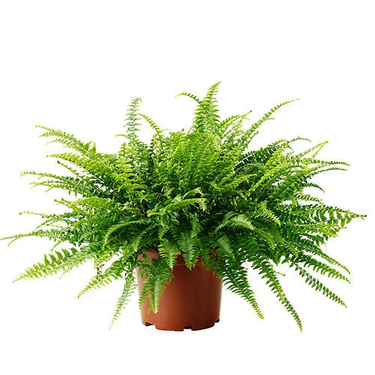 Boston Fern in 12cm Pot