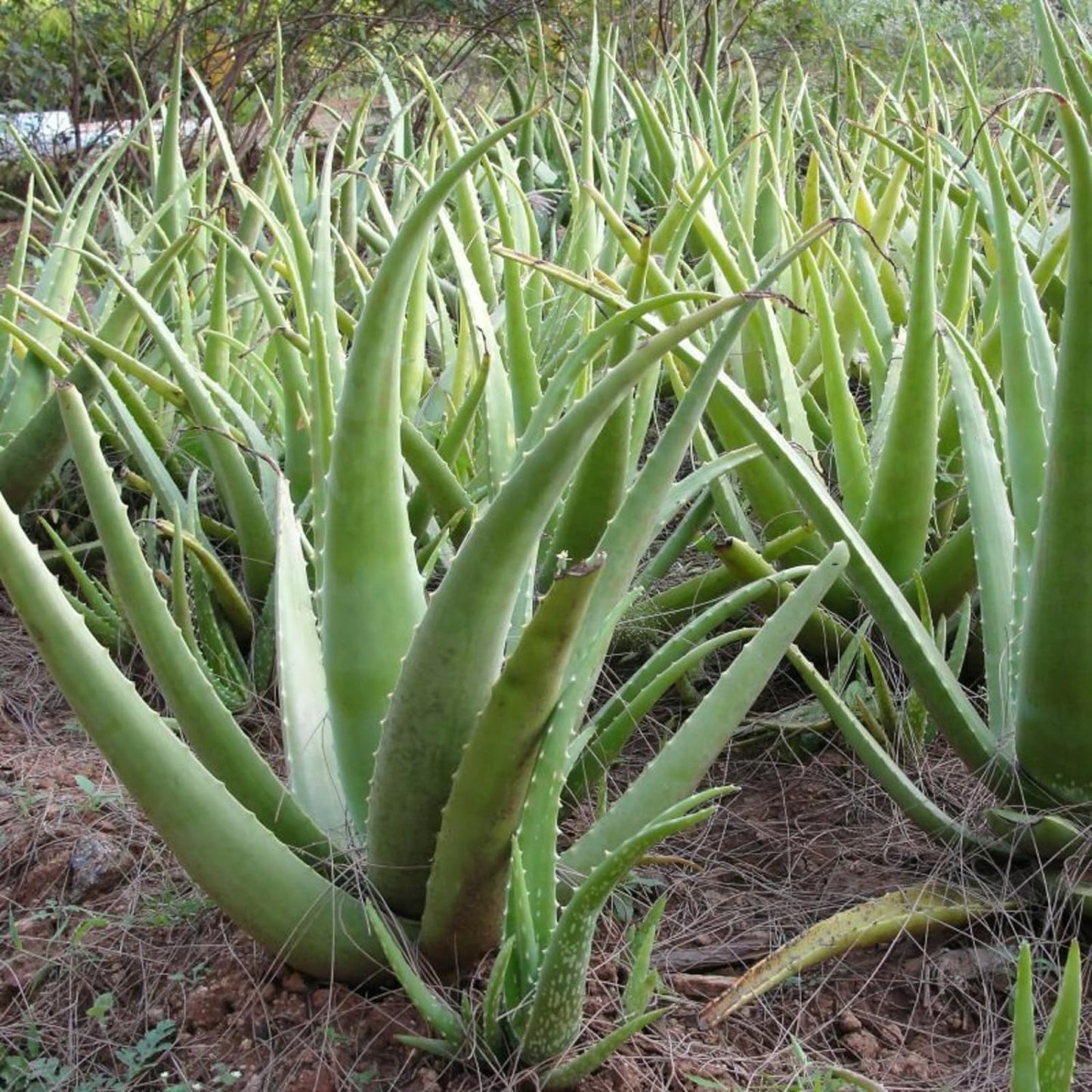 Aloe Vera 30-40cm in Height