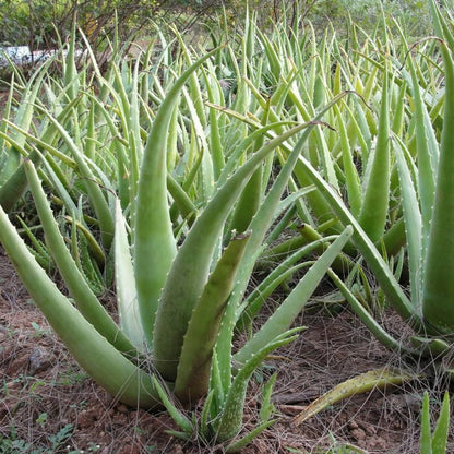 Aloe Vera 30-40cm in Height