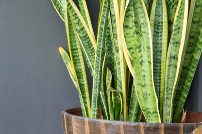 Sansevieria Snake Plant