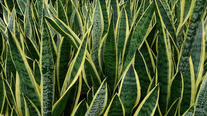 Sansevieria Snake Plant