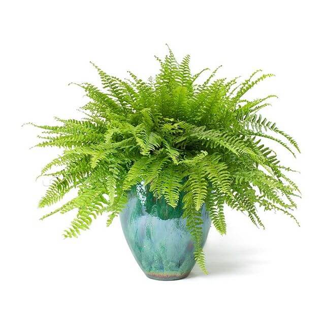 Boston Fern in 12cm Pot