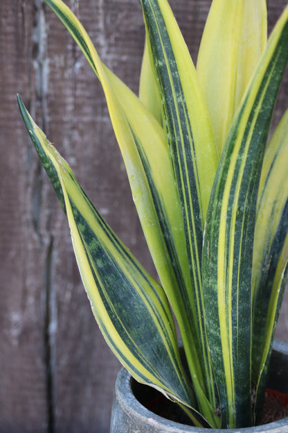 Sansevieria Snake Plant