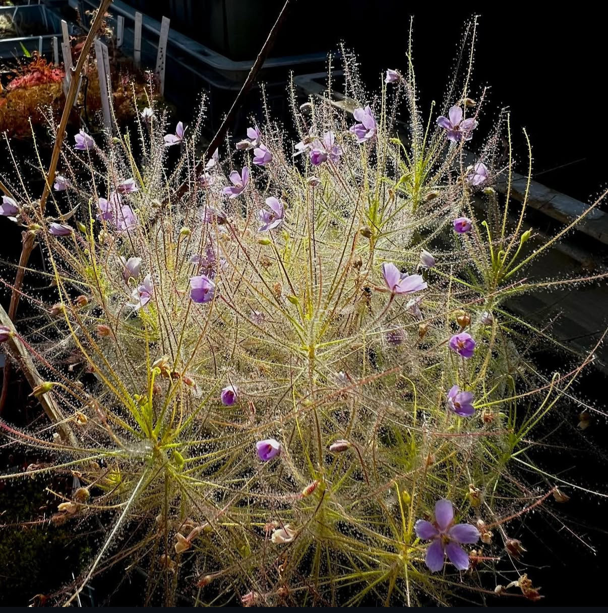 Regenboogplant Byblis