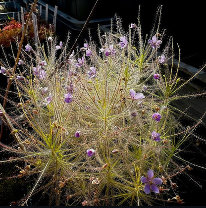 Regenboogplant Byblis