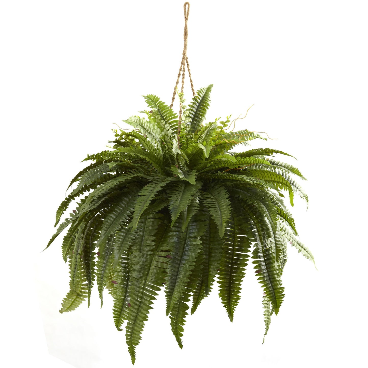 Boston Fern in 12cm Pot