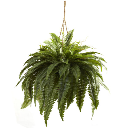 Boston Fern in 12cm Pot