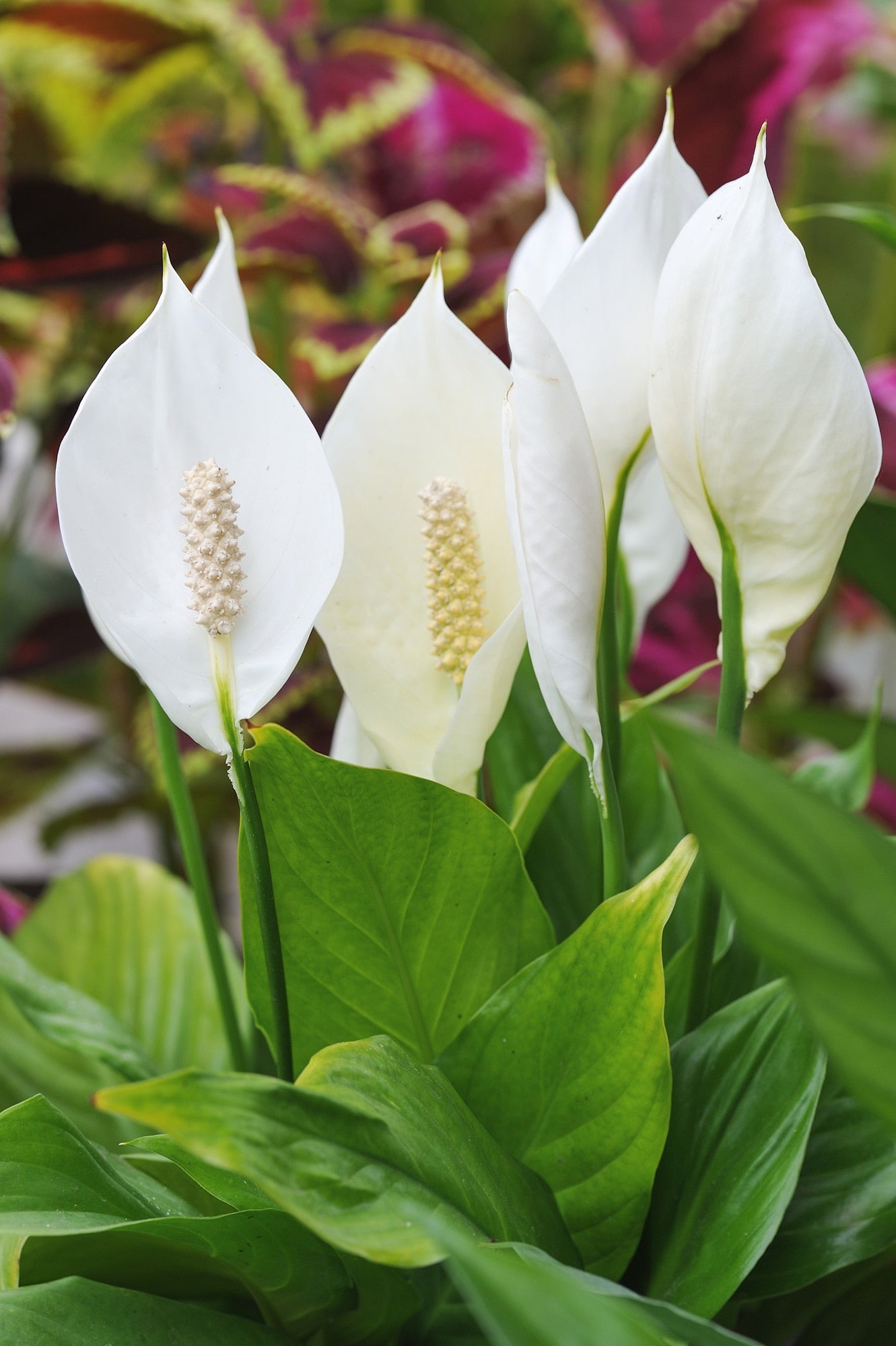 Spathiphyllum Peace Lily