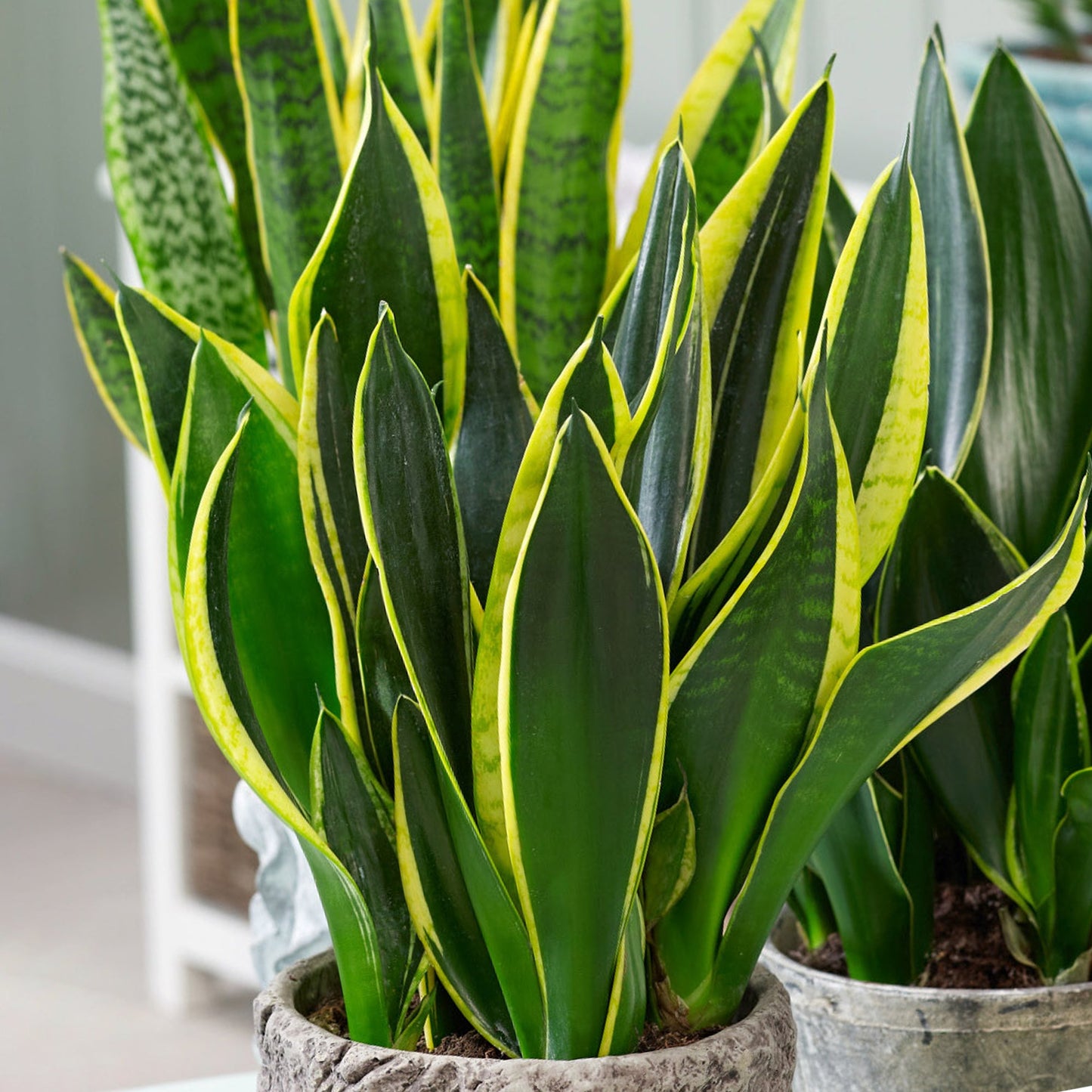Sansevieria Snake Plant