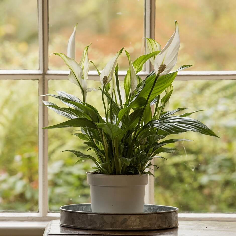Spathiphyllum Peace Lily