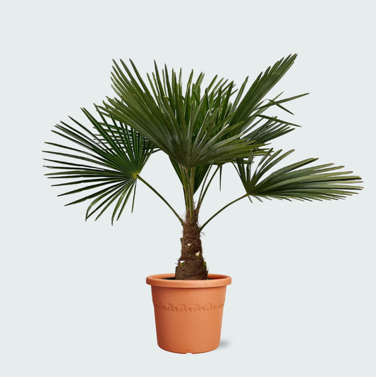 Trachycarpus Fortunei - 100 cm