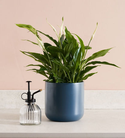 Spathiphyllum Peace Lily