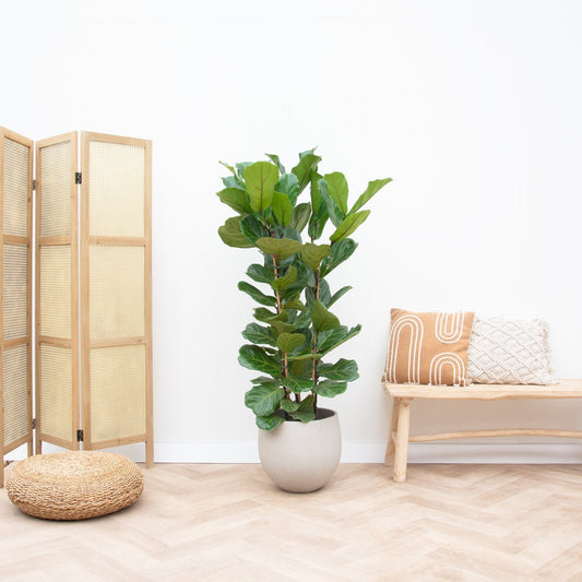 Ficus Lyrata struik - 155cm