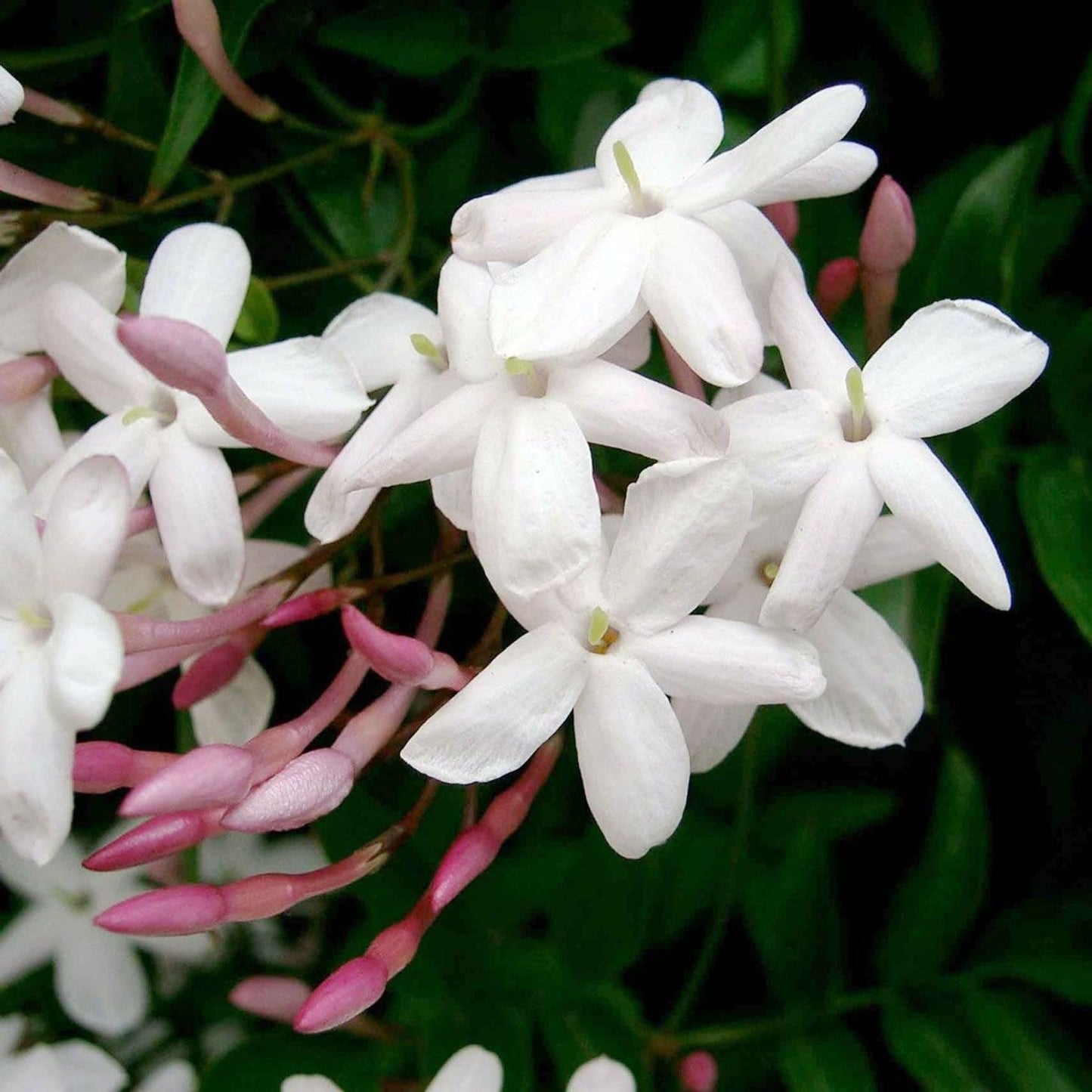 Jasminum Polyanthum - Indoor Jasmine Plant
