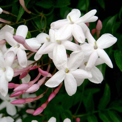 Jasminum Polyanthum - Indoor Jasmine Plant