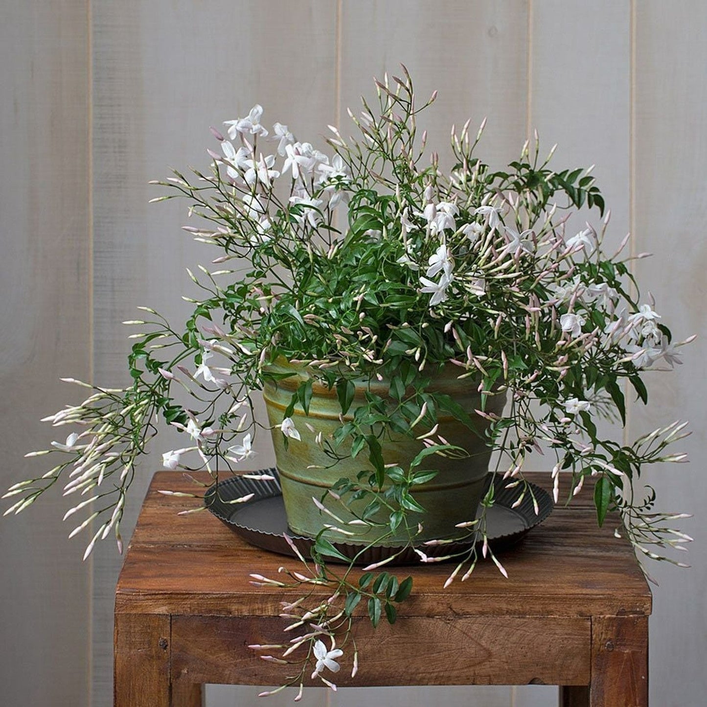 Jasminum Polyanthum - Indoor Jasmine Plant