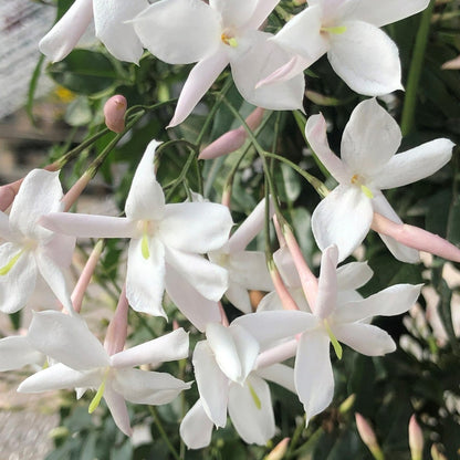 Jasminum Polyanthum - Indoor Jasmine Plant