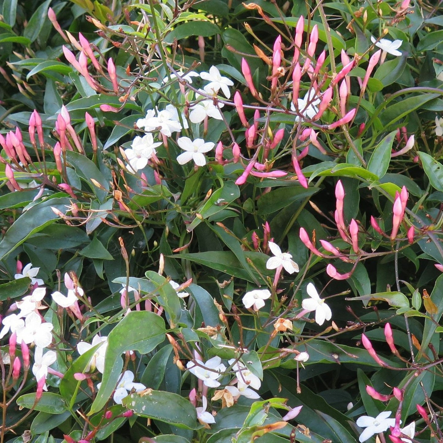 Jasminum Polyanthum - Indoor Jasmine Plant