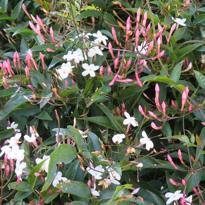 Jasminum Polyanthum - Indoor Jasmine Plant