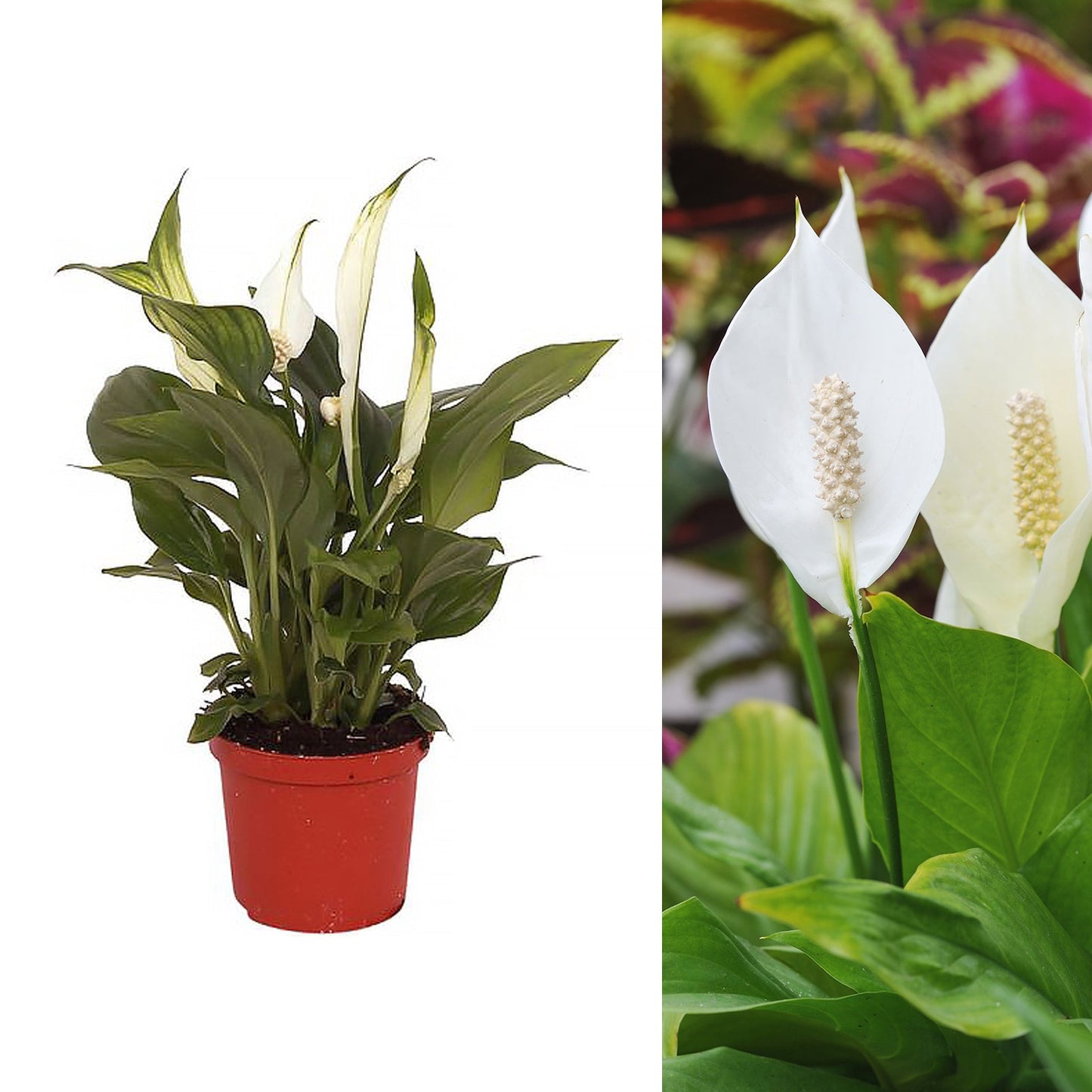 Spathiphyllum Peace Lily