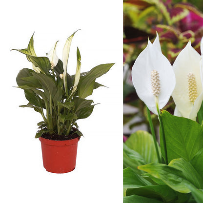 Spathiphyllum Peace Lily