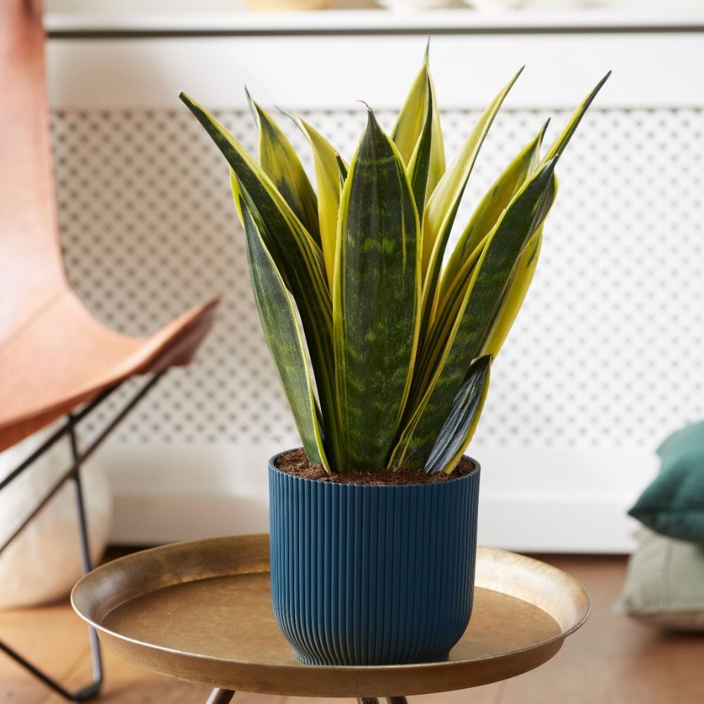 Sansevieria Snake Plant