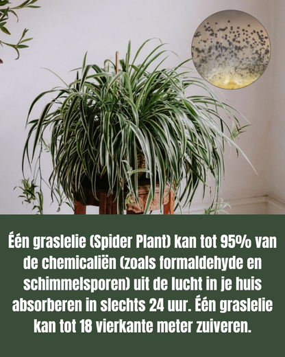 Spider Plant - Chlorophytum comosum