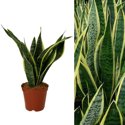 Sansevieria Snake Plant