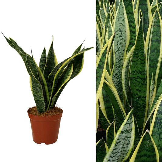 Sansevieria Snake Plant